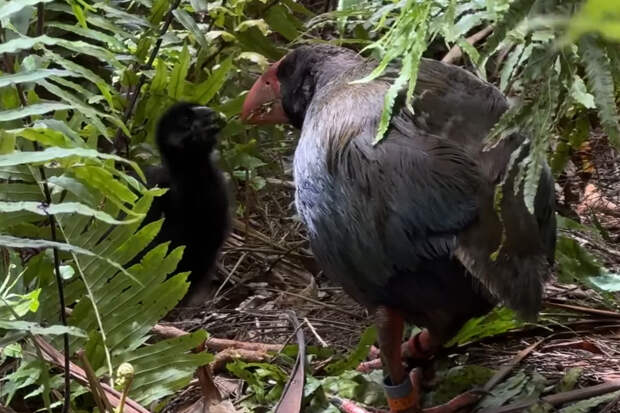 Считавшаяся бесплодной пара редчайших птиц дала потомство