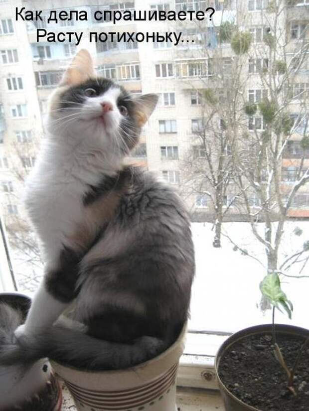 Мысли вслух :)