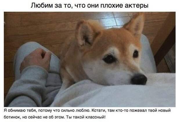 За что мы любим собак друг, собака
