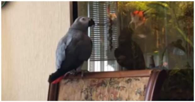 Новые приключения говорливого попугая Тимоши видео, жако, животные, позитив, попугай, птицы, юмор