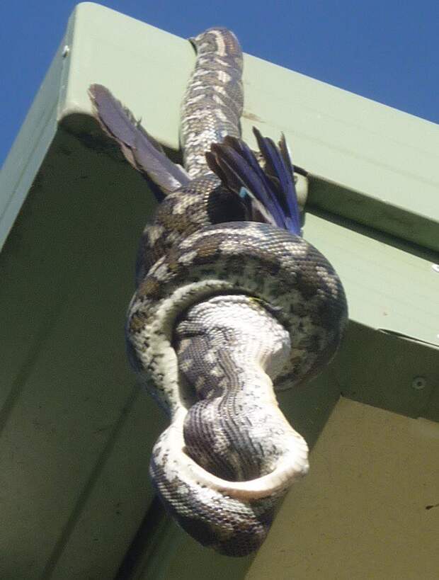 А тем временем в Австралии А тем временем в Австралии австралия, животные, змея