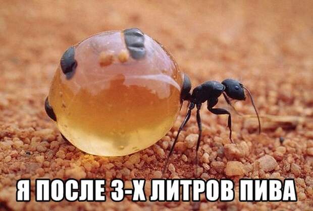 Прикольные картинки. Дневной выпуск (59 фото)