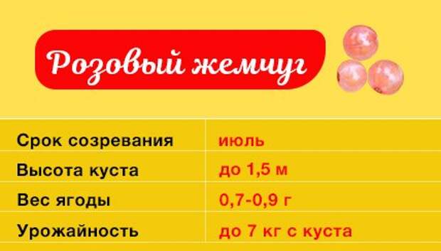 Смородина Розовый жемчуг