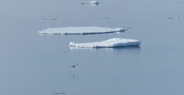 Застрявшие на дрейфующей льдине друзья-"мамонтята" устроили заплыв в Петербурге