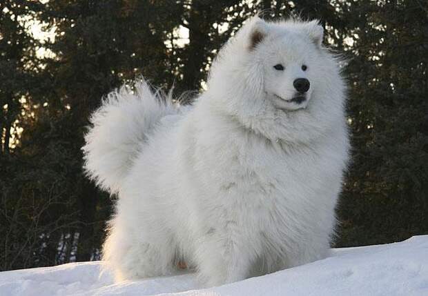 samoyed
