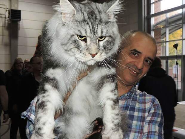 Подборка фотографий кошек породы мейн-кун, которые убедят вас, что ваша кошка просто карлик! Подборка фотографий кошек породы мейн-кун, которые убедят вас, что ваша кошка просто карлик!