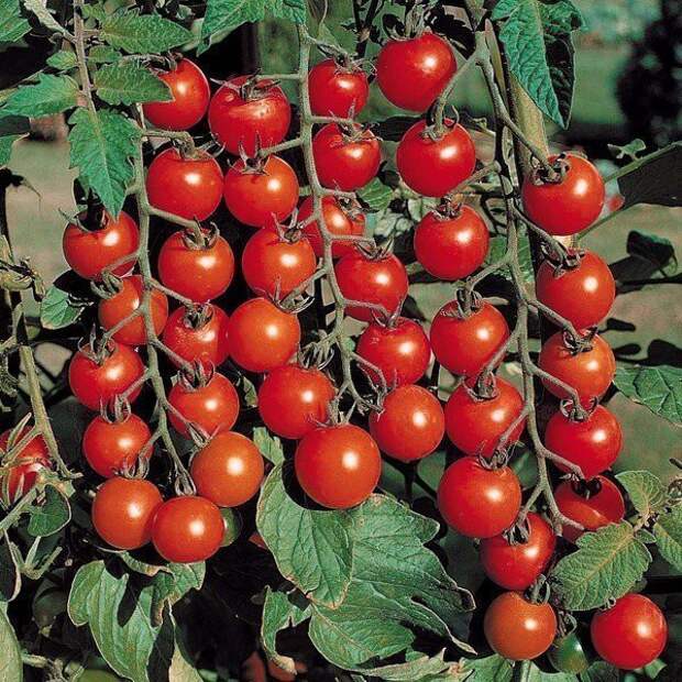 Помидоры история, скандальные продукты, факты