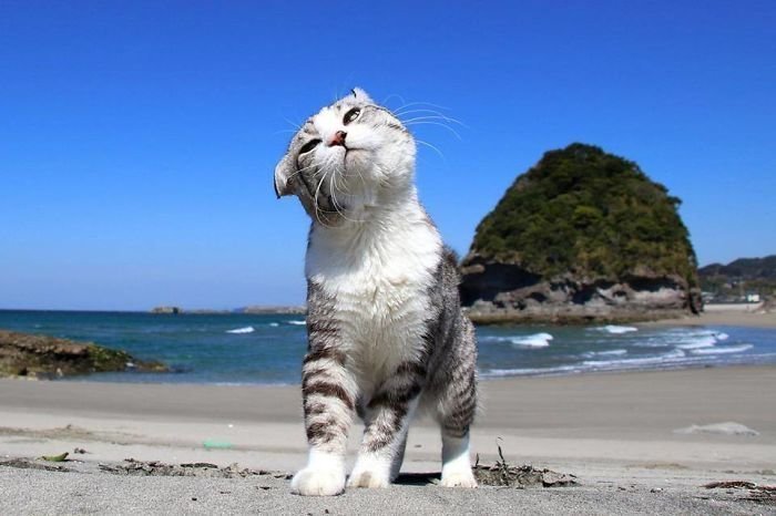 Фотогеничность зашкаливает: кот, который всегда замечательно выходит на снимках Нянкичи, животные, знаменитость, кот, фотогеничность, фотография, япония