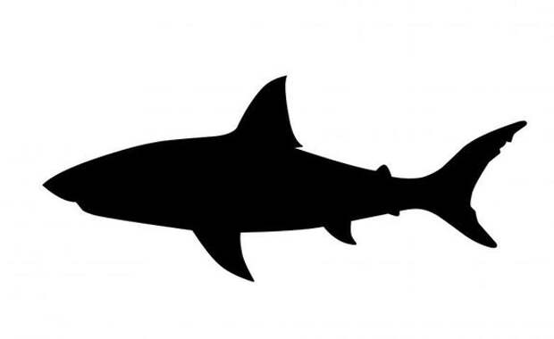 Полуслепая гренландская акула была замечена за тысячу километров от своего обычного места обитания?