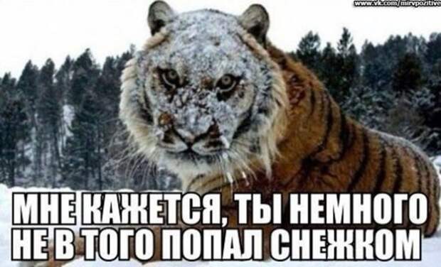 Так себе картинки