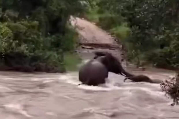 В сети появилось видео, как слониха спасает детеныша при наводнении в ЮАР