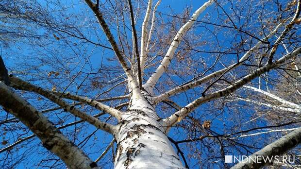 Грачи прилетели на Урал