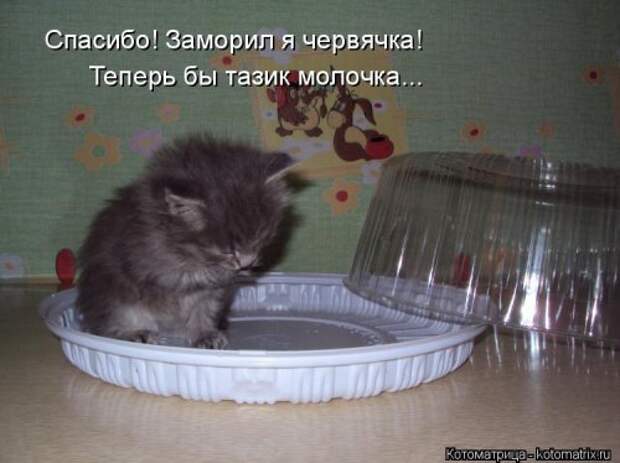 Новая котоматрица (36 фото)