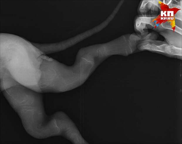 На рентгене кости лап щенка почти не видны Фото: Елена Пономарева 