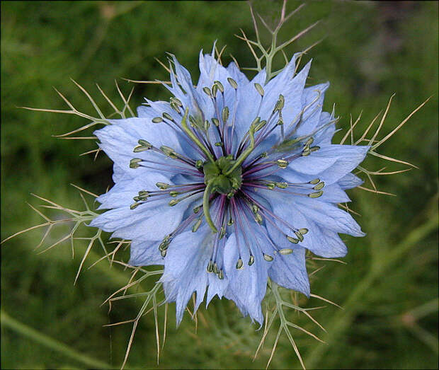 4216969_nigellaflowers (650x549, 232Kb)