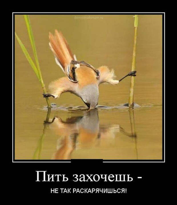 Классные демотиваторы-приколы (24 фото)