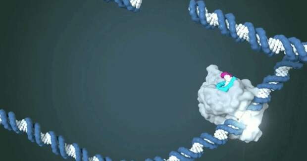 Новая нуклеаза Cas12a2 в системе CRISPR-Cas убивает заданные клетки разрезанием их ДНК