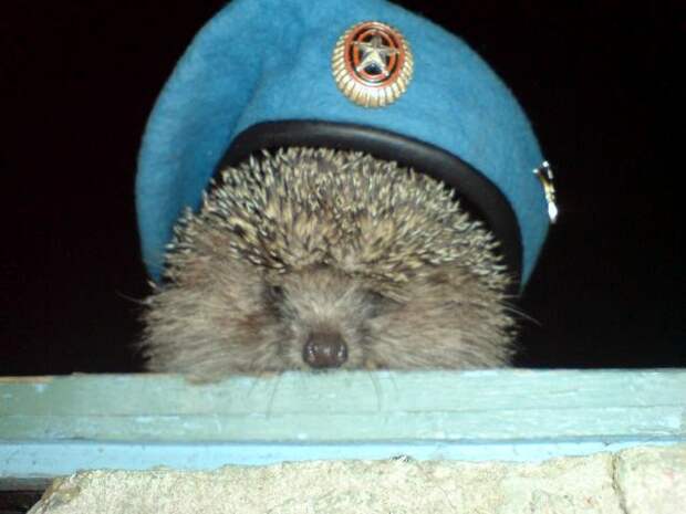 Поздравление с 23 февраля ежик. Еж плюшевый 45 см. Ежик в военной форме. Мягкая игрушка aurora ежик. Хомячок в военной форме.