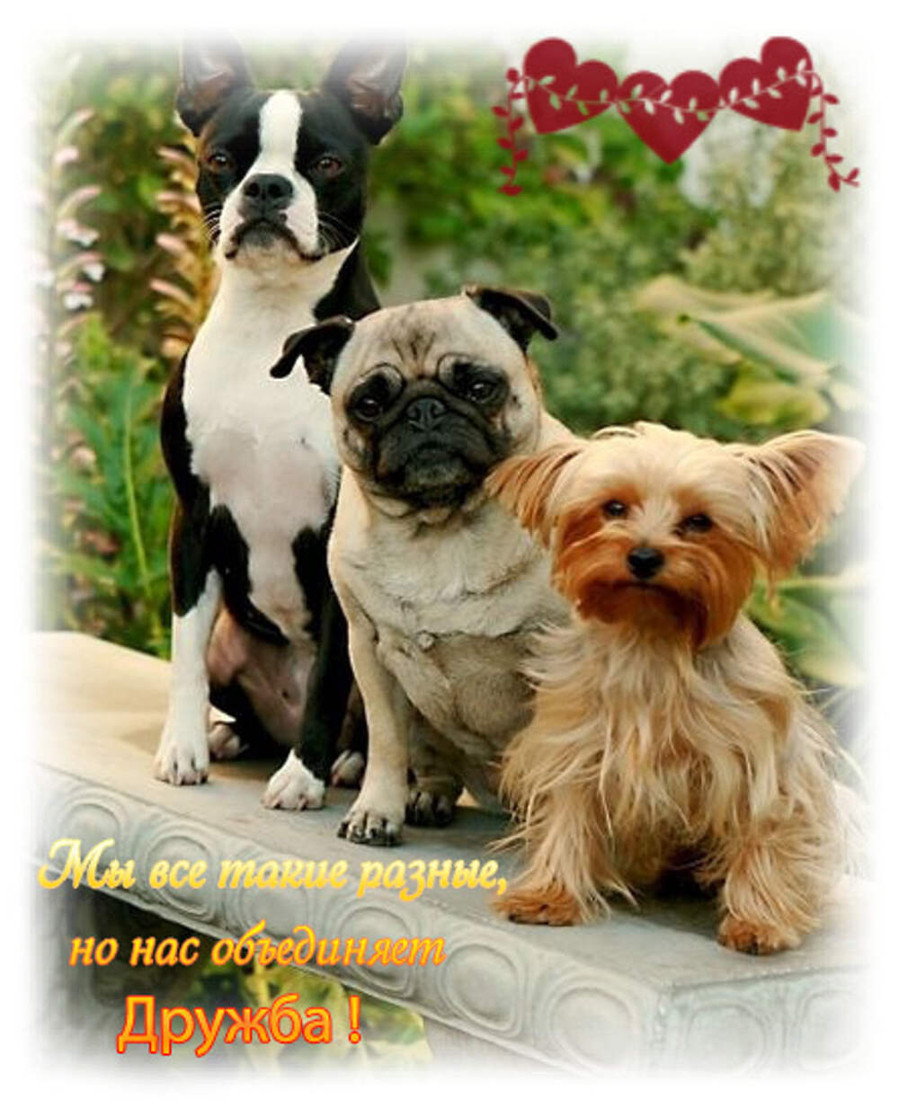 С днем друзей открытки с собаками