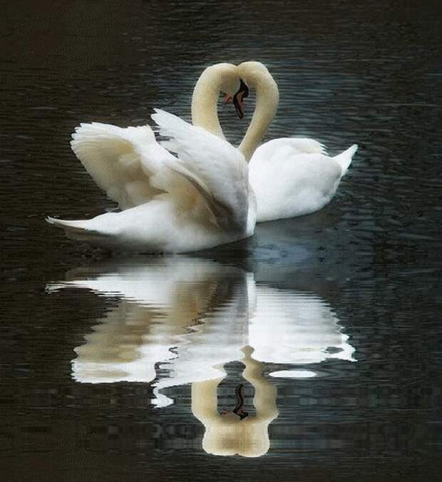 Пусть танцуют лебеди. Два лебедя. Лебеди символ верности. Любовь и лебеди. Лебеди символ любви.