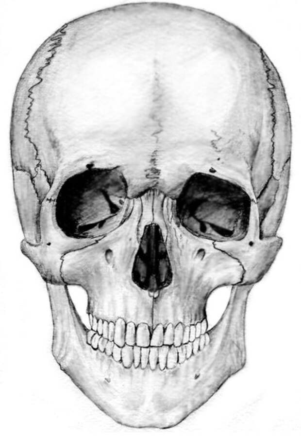 Череп для 3д принтера stp. Череп по середине. Человеческий череп референс. Череп 3д. Череп спереди.