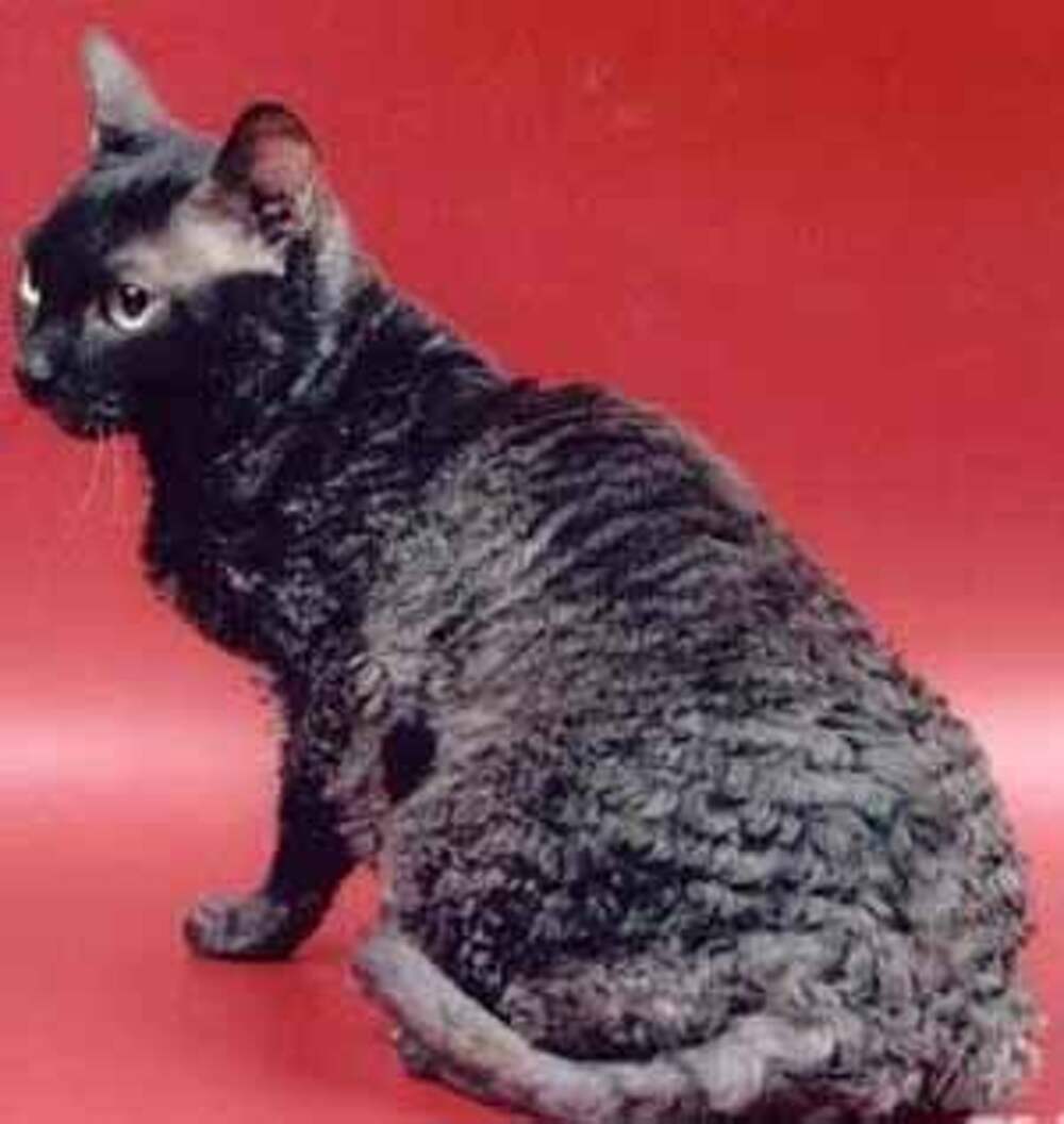 уральская кошка фото