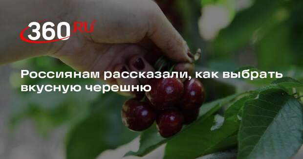 Эксперт Самойлова: при выборе черешни нужно смотреть на ее цвет и плотность