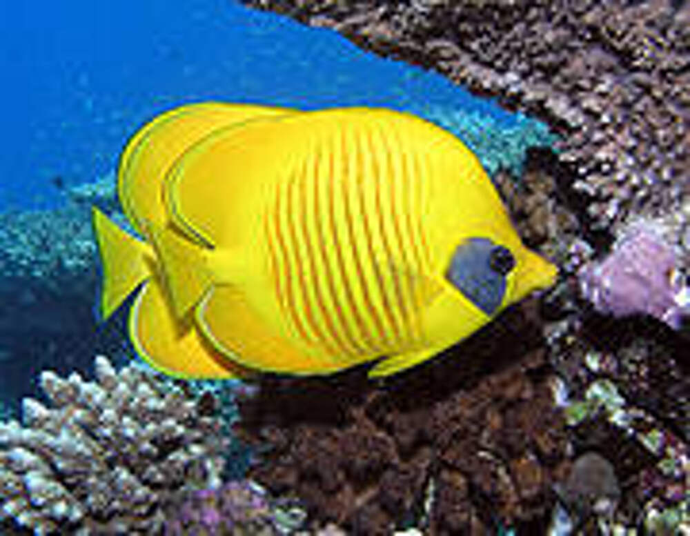 Какая рыба тихого океана. Краснозубый спинорог рыба. Рыбка желтый. Желтые рыбы в океане. Рыбы Атлантического океана.