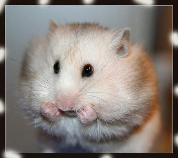 Ru Hamster Фото