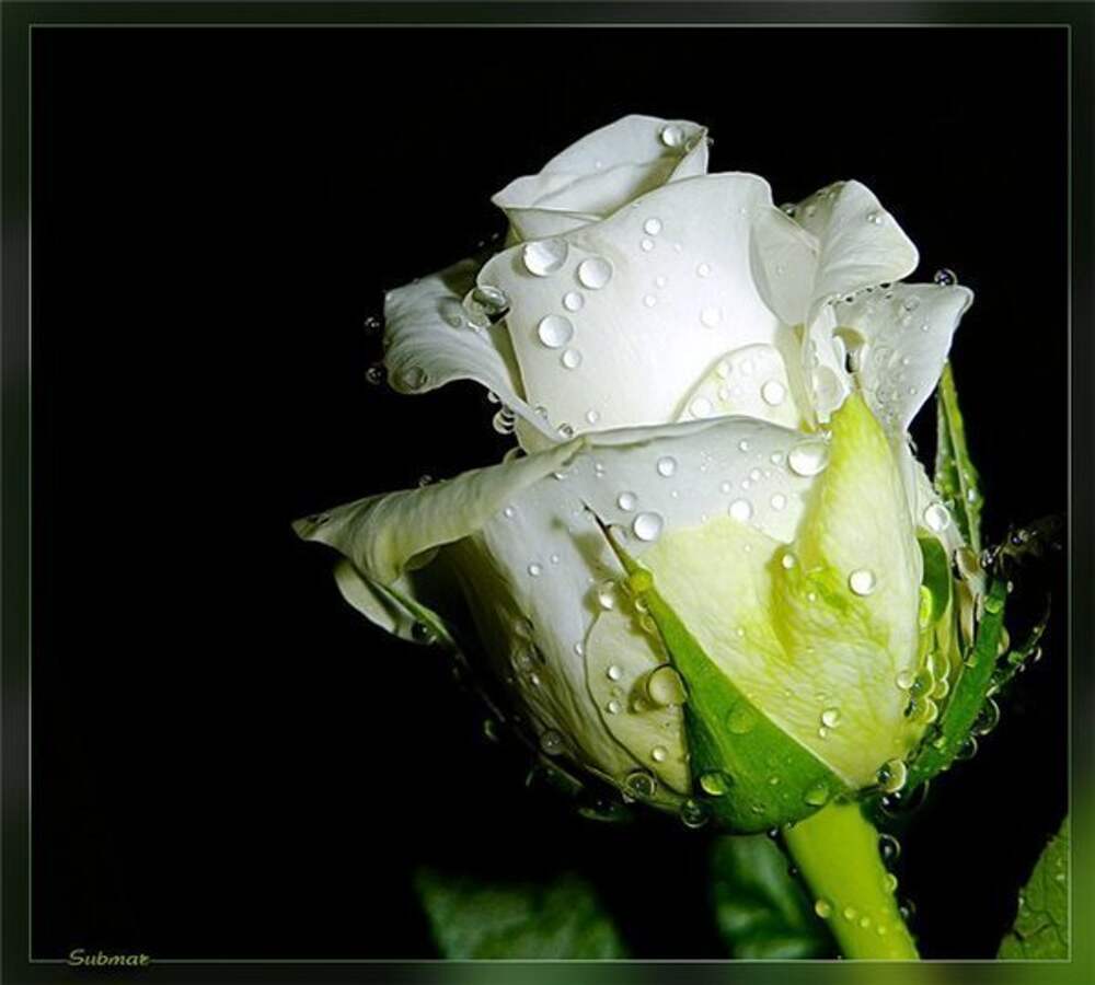 Белая роза распускается