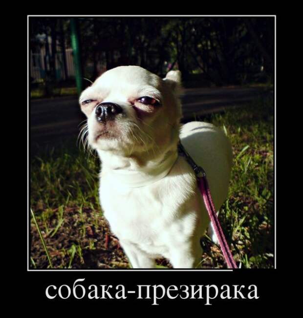 Демотиваторы демотиваторы, прикол, юмор