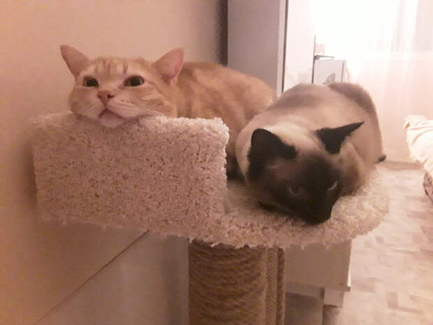 V2Qv-3bLb-0 (700x525, 304Kb)