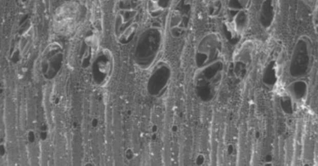 780 тысяч лет назад у озера Хула жгли «плавник» — анализ углей из Гешер-Бенот-Яаков