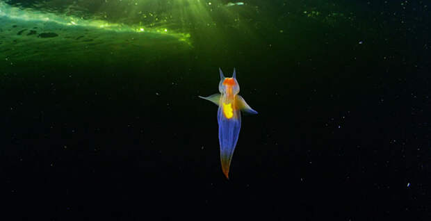 В морских глубинах нашли «ангела»: красивейшее видео