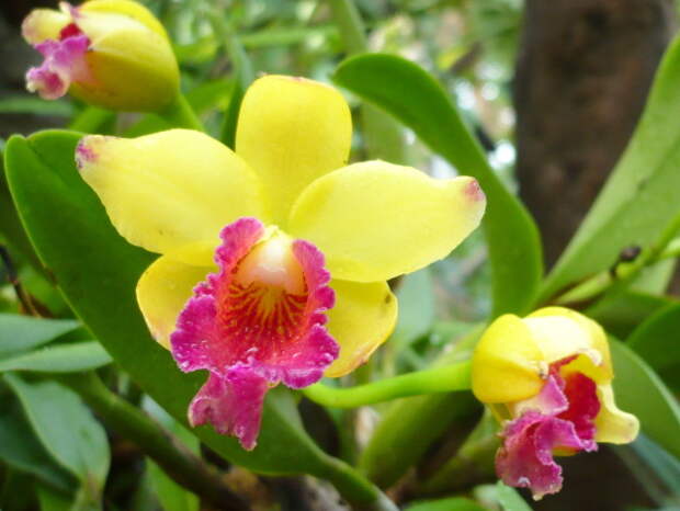 Caring-Orchids