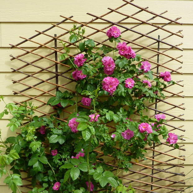 flowers-on-balcony3-1.jpg