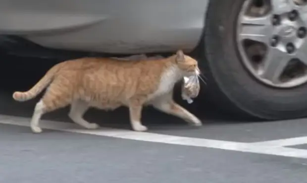 Необычное поведение бездомной кошки, которая берет едут только упакованную в пакет, до слез тронул пользователей интернета