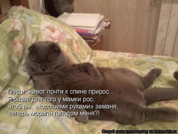 Лучшие котоматрицы недели