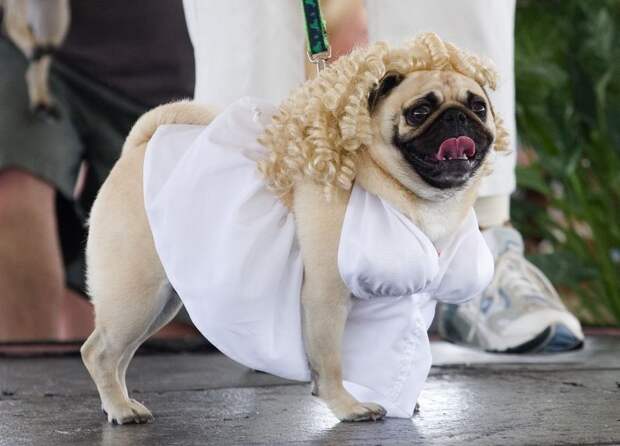 Pugs05 Pugs05 Веселые мопсы мастера маскировки
