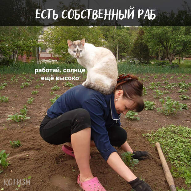 Плюсы быть котом: Кот, Картинка с текстом, Длиннопост
