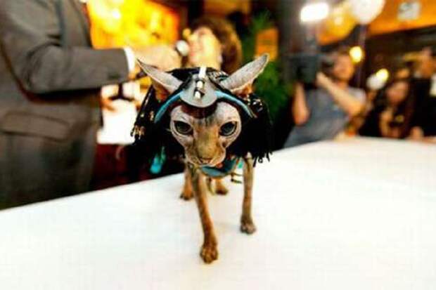 _3 new-york-cat-fashion-show.jpg _3 new-york-cat-fashion-show.jpg