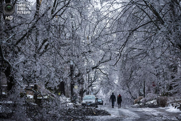 Канада. Торонто, Онтарио. 22 декабря. Поваленные деревья, изморозь и снег — «подарок» от природы на Рождество. (REUTERS/Mark Blinch)