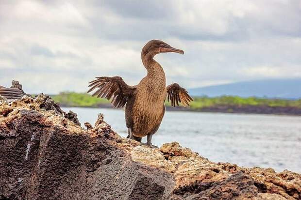 12 удивительных птиц, которые разучились летать