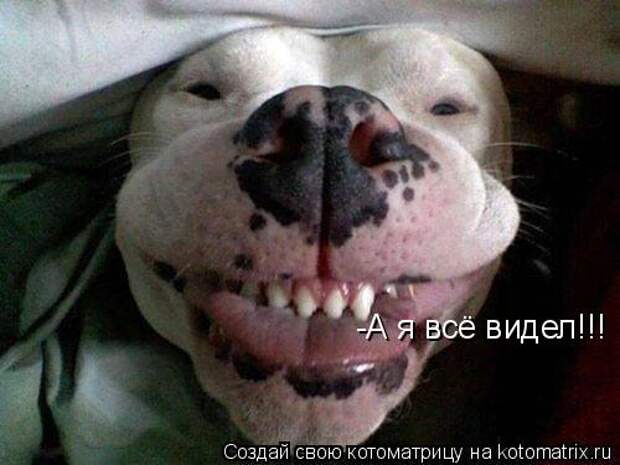 котоматрица я все видел (500x375, 31Kb)
