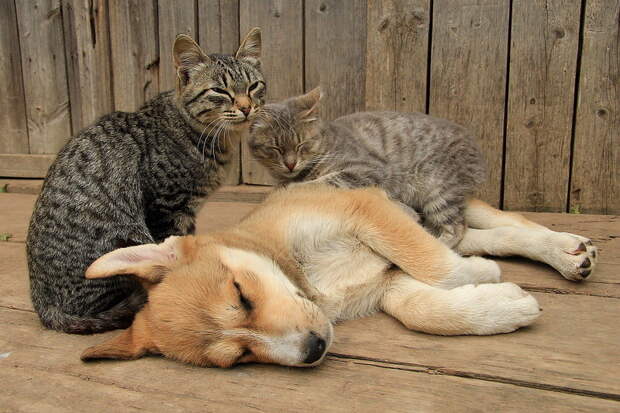 Деревенская идиллия в фотографиях Сергея Красноперова деревня, кошки, собаки