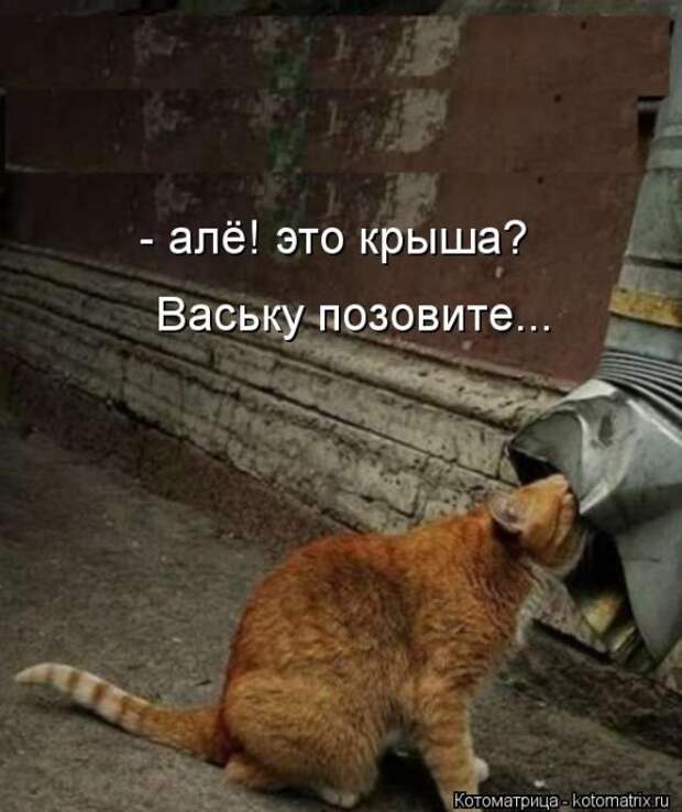 Котоматрицы(картинки с надписями)