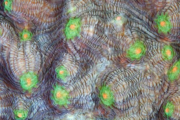 Corals02 Corals02 Макрофотографии кораллов