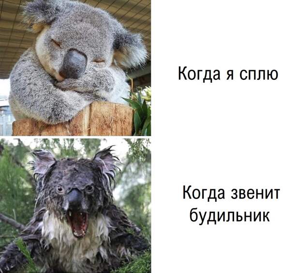 Мемчики на вечер.