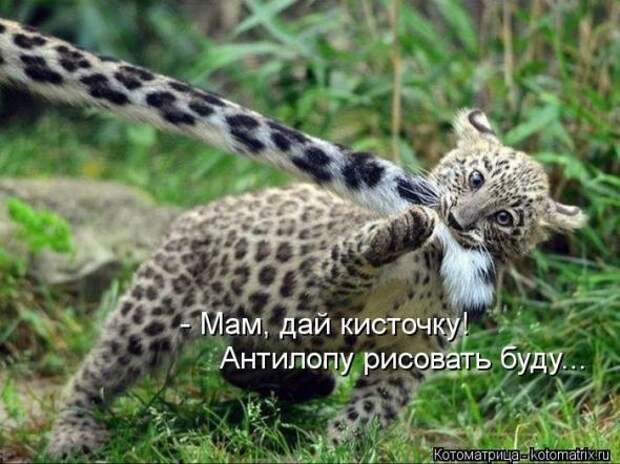 Котоматрицы(картинки с надписями)