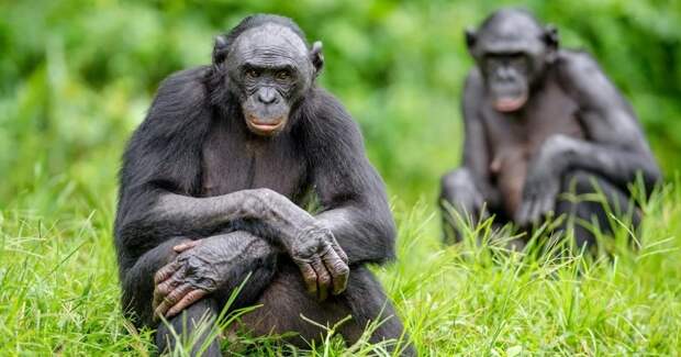 Гиперопека по-обезьяньи: все не как у людей